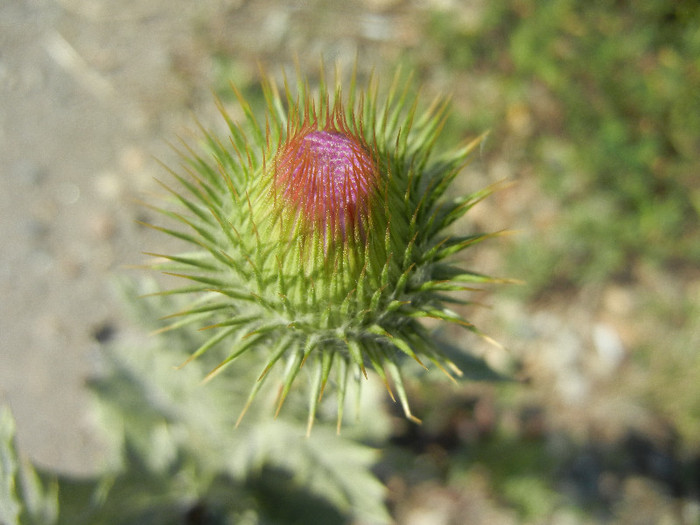 Cirsium spp. (2012, June 22)