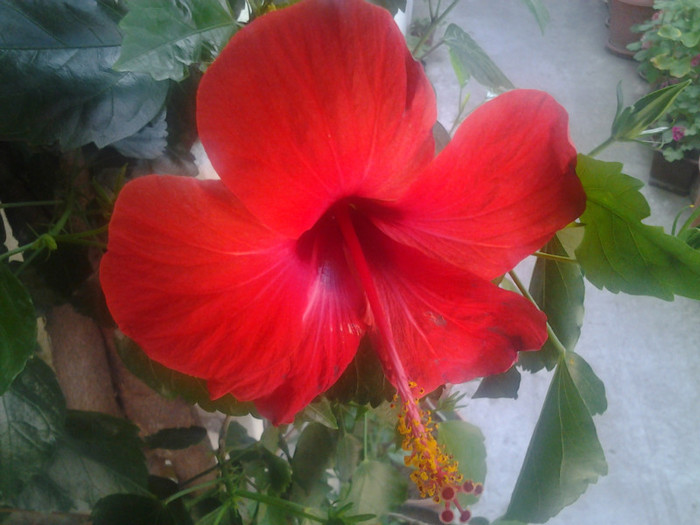 2012-07-15 18.17.25 - HIBISCUS