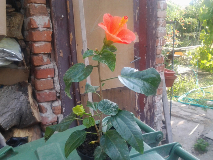 2012-07-15 18.21.02 - HIBISCUS