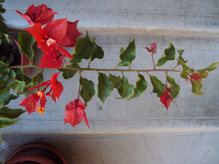 DSC07774 - Bougainvillea- un nou sezon