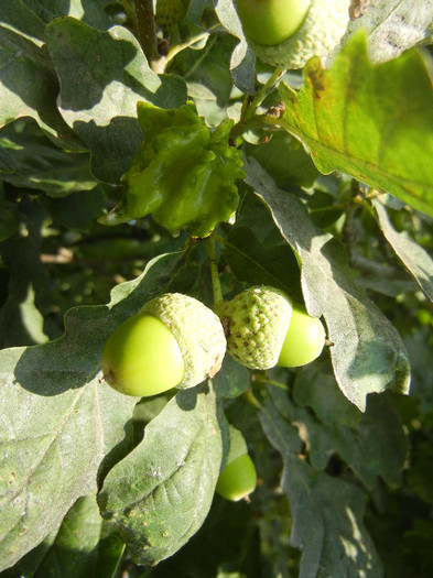 Quercus robur (2012, July 09)