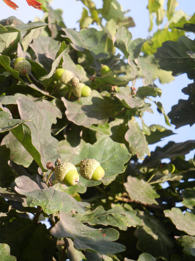 Oak Tree_Stejar (2012, July 09) - Quercus robur_Oak Tree