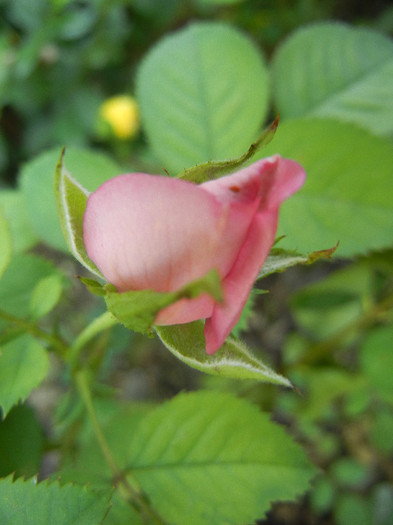 Pink Miniature Rose (2012, July 16)