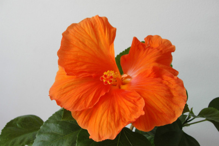 04.07.12 - B-hibiscus-2012 3