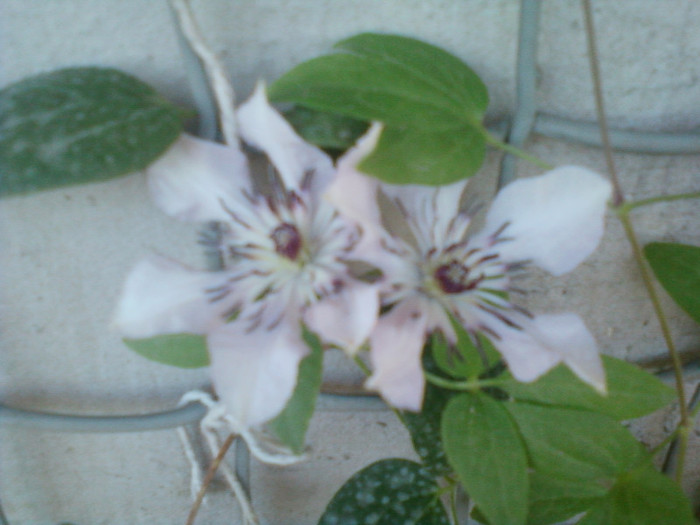 clematis roz-dr ruppel - iulie 2012-flori 1