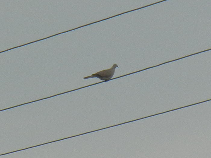 Collared Dove (2012, July 16)