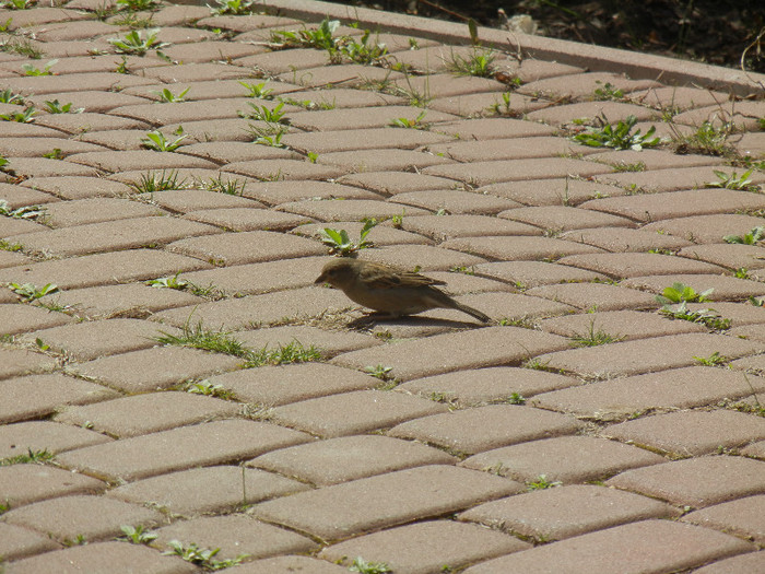 House Sparrow_Vrabiuta (2012, Apr.04)
