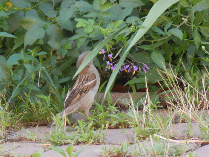 Passer domesticus (2012, July 06) - House Sparrow_Vrabiuta