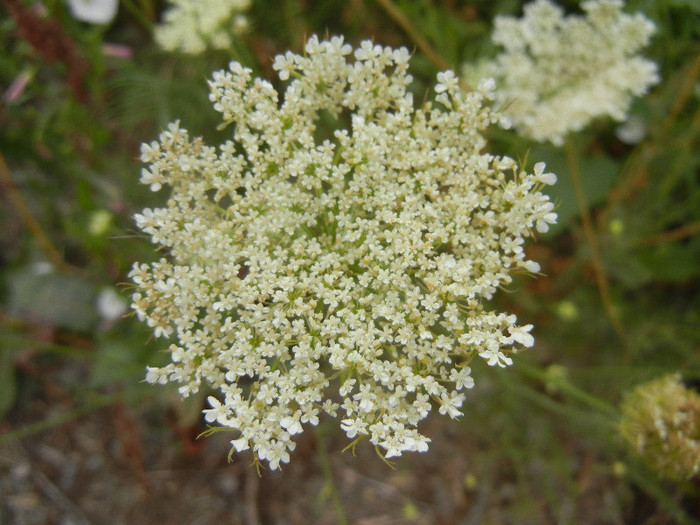 Daucus carota (2012, July 17)