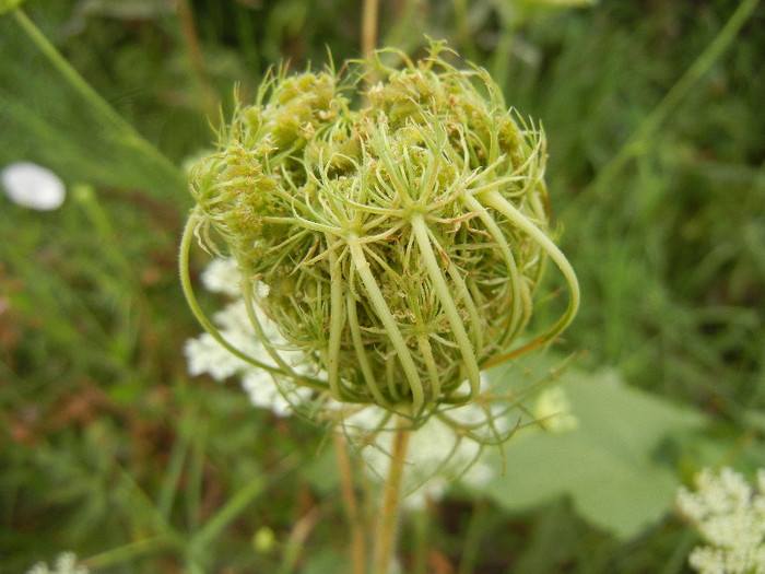 Queen Annes Lace Flower (2012, July 17)