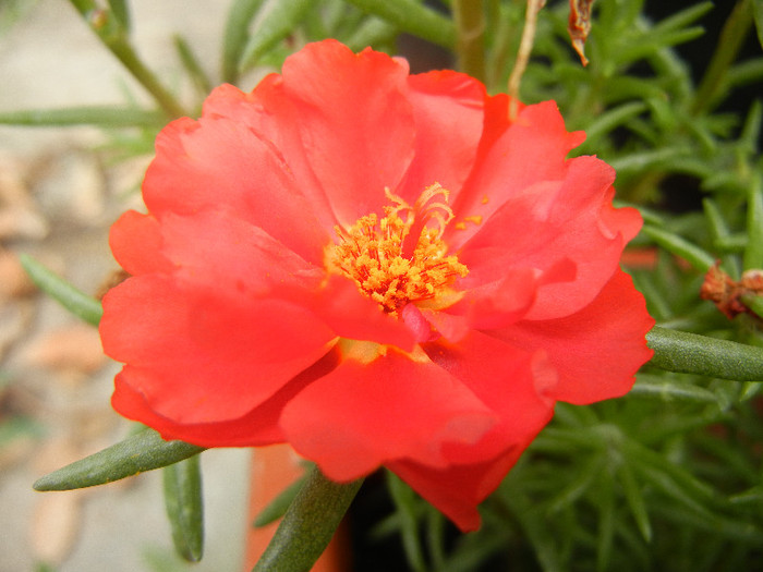 Portulaca grandiflora (2012, July 17) - PORTULACA Grandiflora