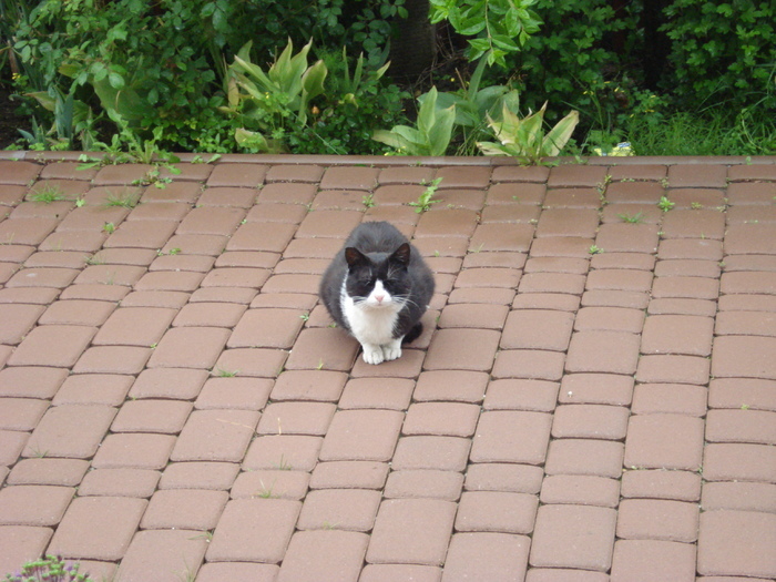 Black & White cat, 22may2010