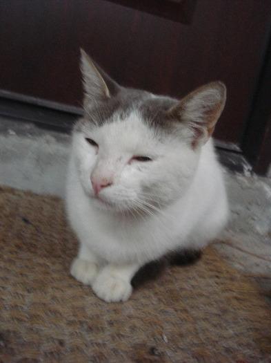 White & Grey cat, 10aug2011