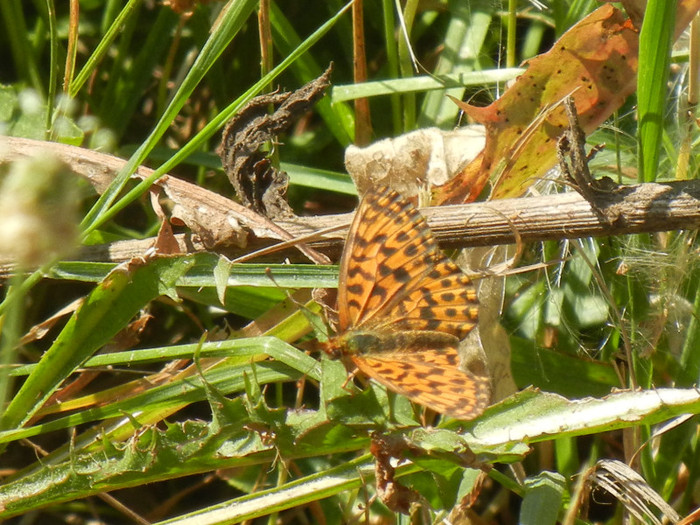 Marbled Fritillary (2012, July 19)