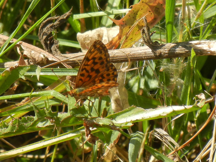 Marbled Fritillary (2012, July 19) - Marbled Fritillary Butterfly