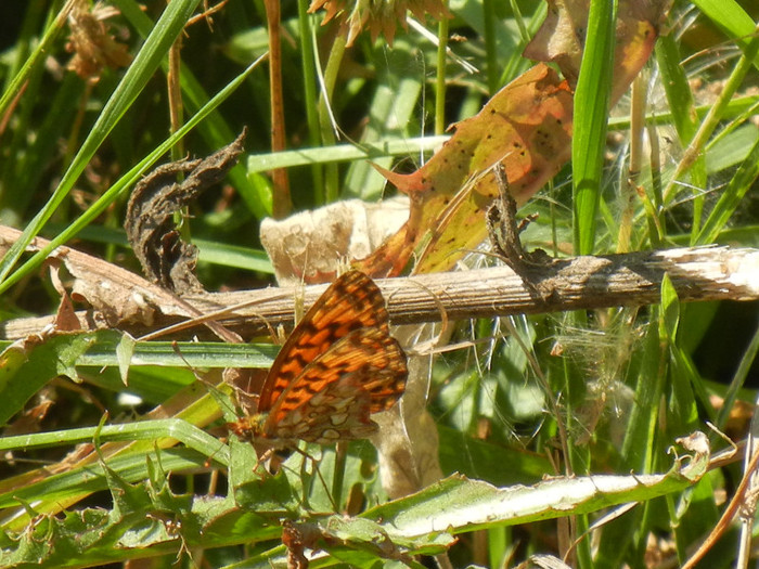 Marbled Fritillary (2012, July 19) - Marbled Fritillary Butterfly