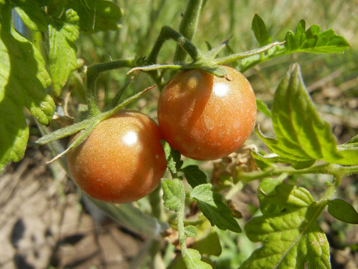 Tomato Black Cherry (2012, July 19)