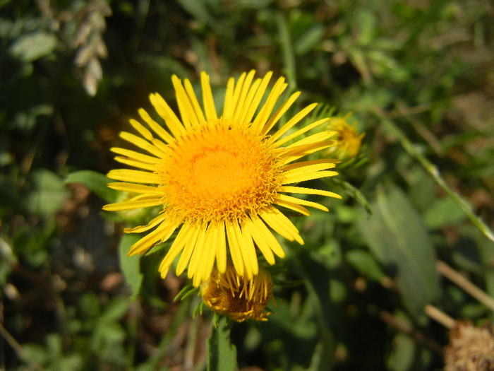 Yellow wildflower (2012, July 16)