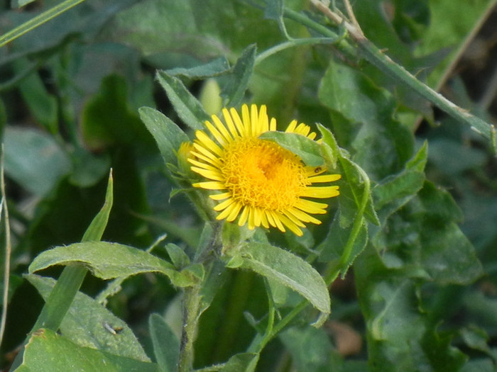Yellow wildflower (2012, July 17)