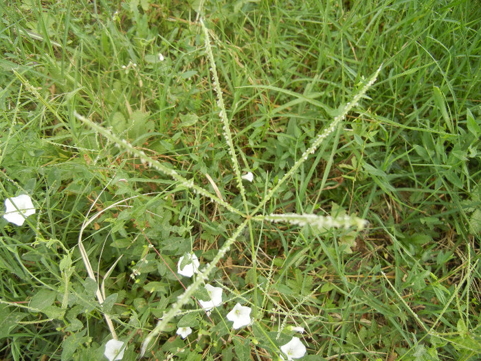 Bermuda Grass (2012, July 17)