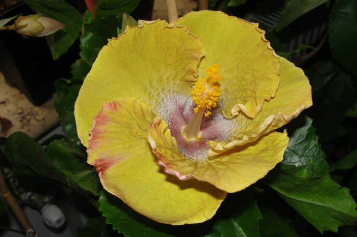 12.07.12 - B-hibiscus de la Gommer 2012