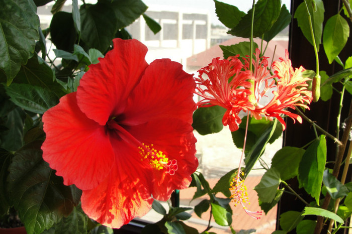 13.07.12 - B-hibiscus-2012 3