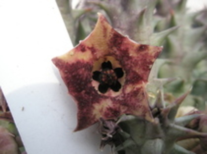 Huernia macrocarpa - orhidee la gramada