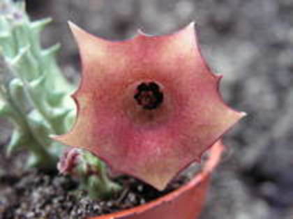 Huernia sp. nova - orhidee la gramada