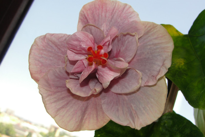 18.07.12 - B-hibiscus de la Gommer 2012