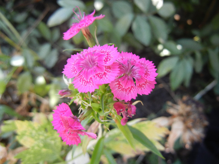 Dianthus barbatus (2012, July 20) - Dianthus Barbatus