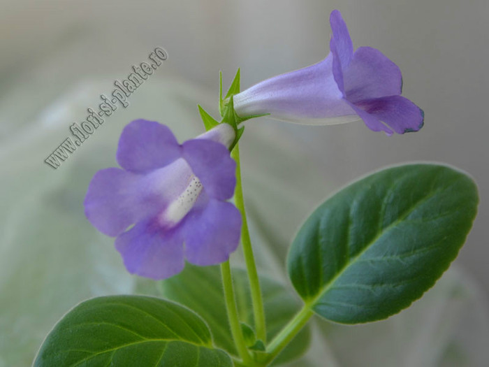 Sinningia Baby Blues - GLOXINIA _ SINNINGIA