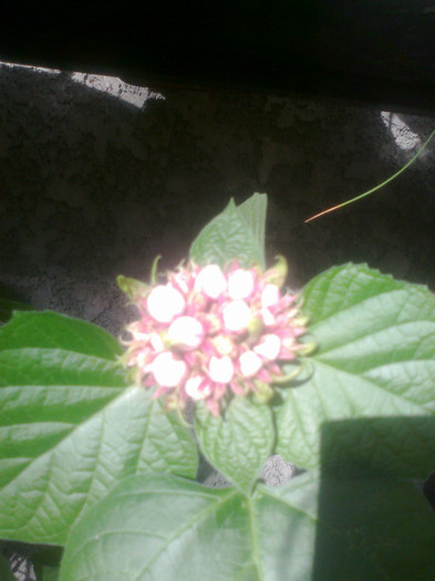 Fotografie1252 - clerodendron phillipinum