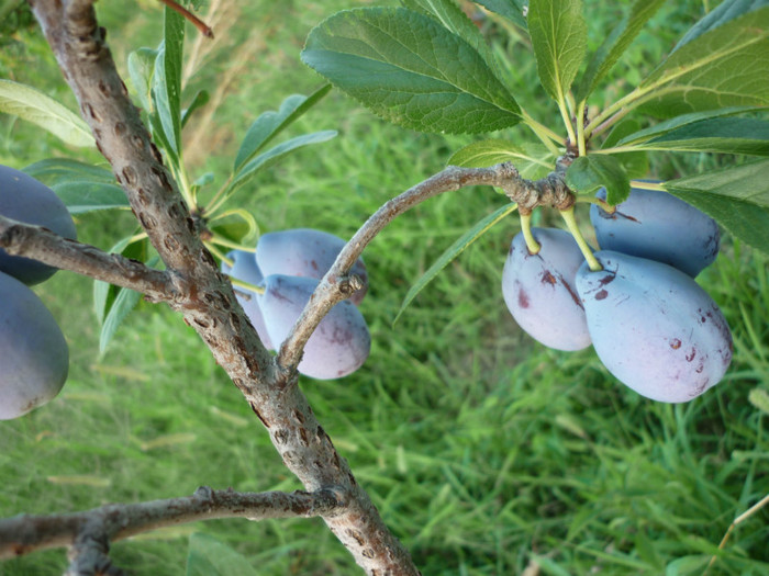 P1020648 - 3-Pomi fructiferi