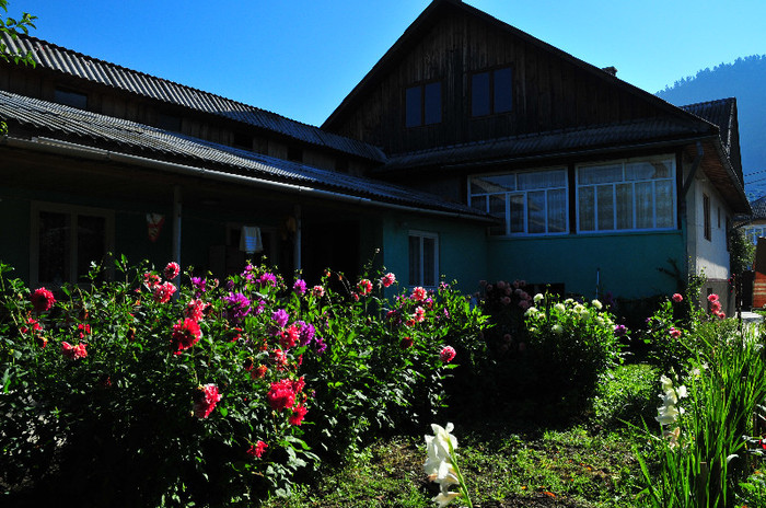 casa si garsoniera - flori de gradina