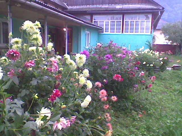 Casuta,dalii,spatele casei - flori de gradina