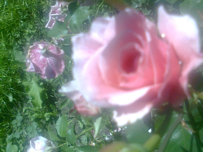 roze (2)
