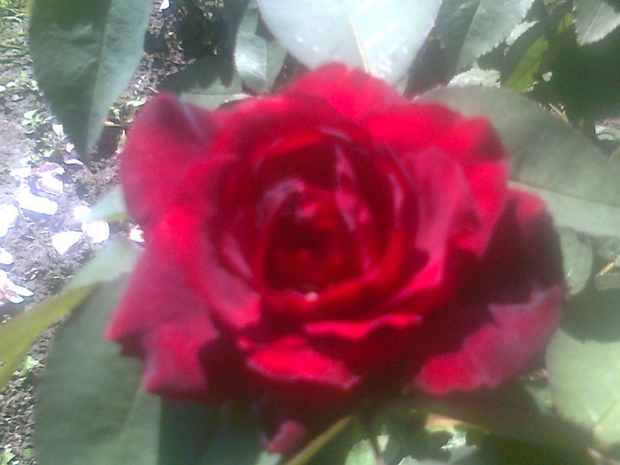 roze (6)