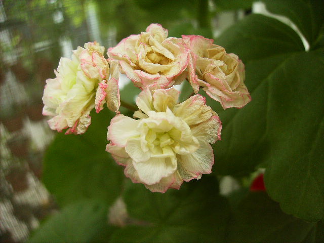muscata trandafir - sfarsit de iulie 2012