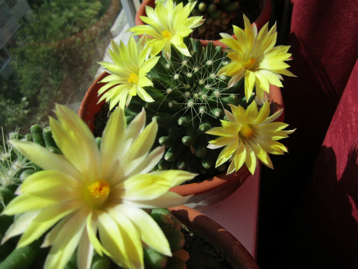 Mammillaria longimamma