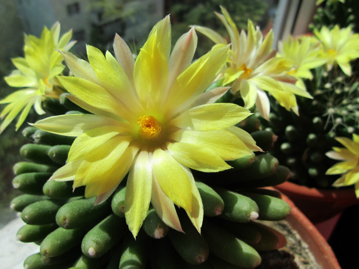 Mammillaria longimamma