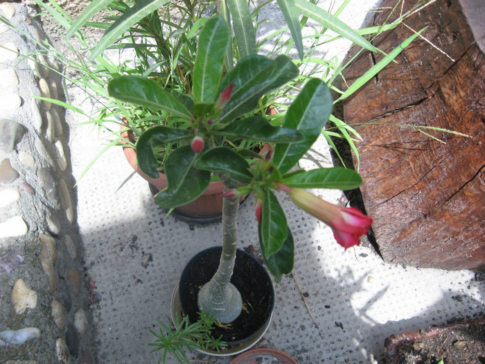 07.2012 - adenium