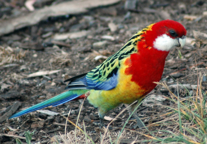 Rosella - Rosella de vanzare