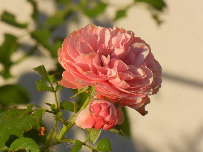 Rose Louise Odier (2012, July 19)