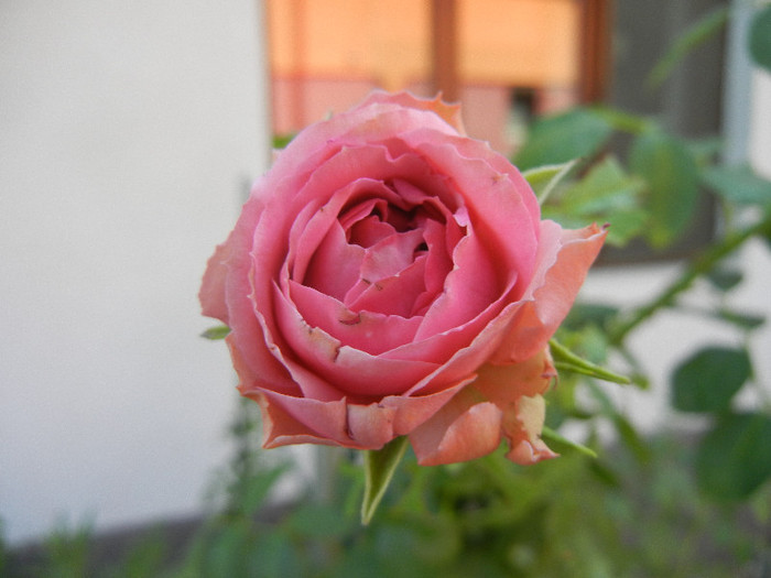 Rose Louise Odier (2012, July 25)