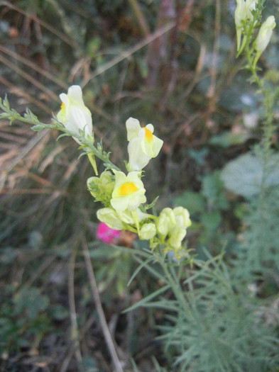 Butter-and-Eggs (2012, July 25) - Linaria vulgaris