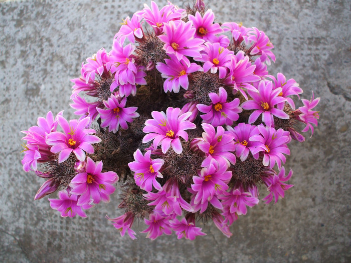 Mamillaria microcarpa - ceva mai recent