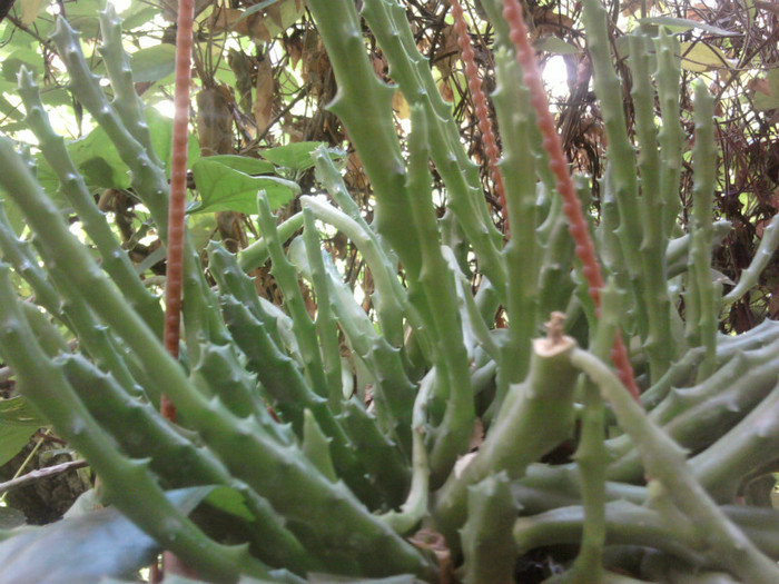 stapelia steaua serifului