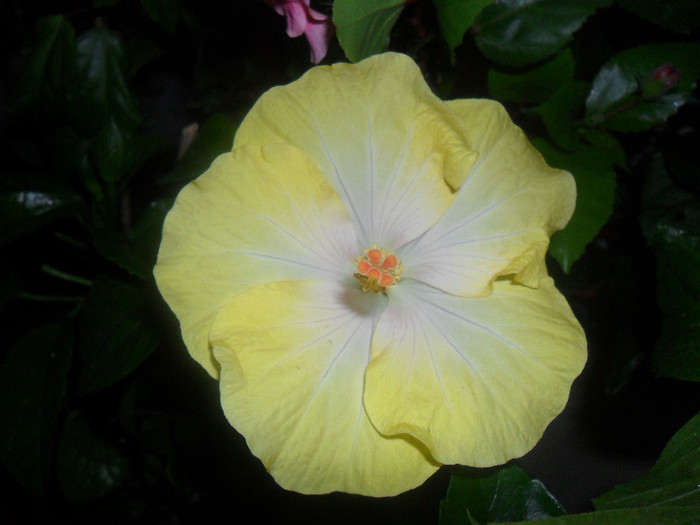 Hibiscus Emily - Hibiscus 2012-2