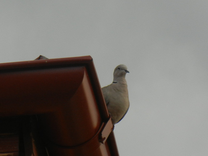Collared Dove (2012, July 16)