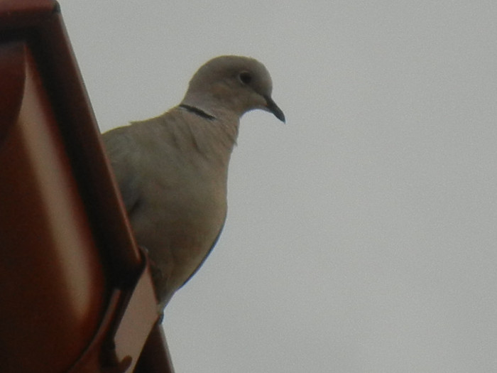 Eurasian Collared Dove (2012, July 26) - Collared Dove_Gugustiuc